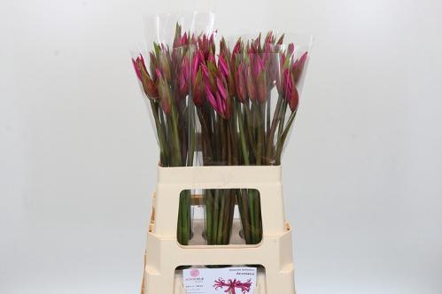 x Amarine Belladiva Donker Roze