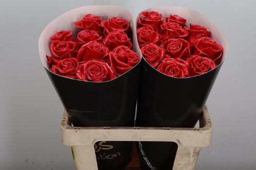 Rosa grootbloemig gewaxt H%
