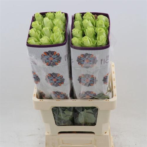 Rosa grootbloemig Romance