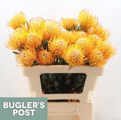 Leucospermum Ayoba Sun