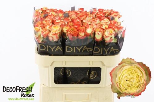 Rosa grootbloemig Adventure