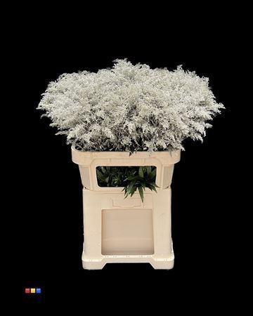 Solidago kleurbehandeld H%