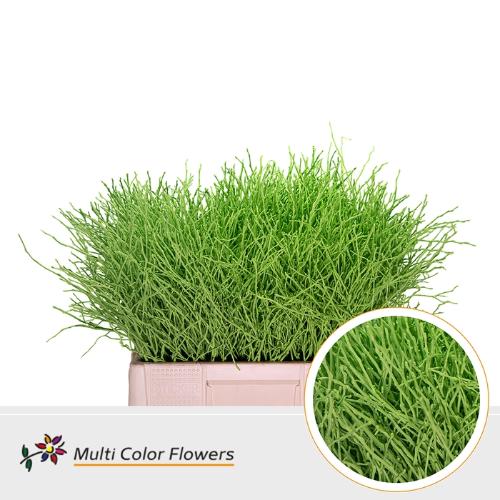 Vaccinium kleurbehandeld H%