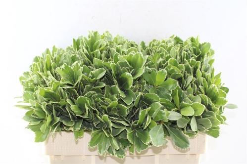 Pittosporum 'Ilan'