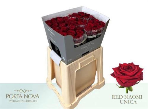 Rosa grootbloemig Red Naomi!