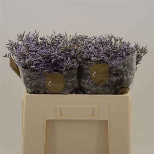 Limonium Safora Lilac