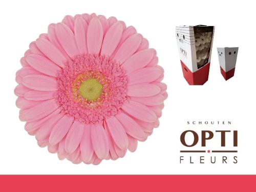 Gerbera grootbloemig Glossy