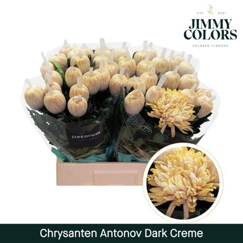 Chrysanthemum (Indicum Grp) geplozen Antonov kleurbehandeld H%