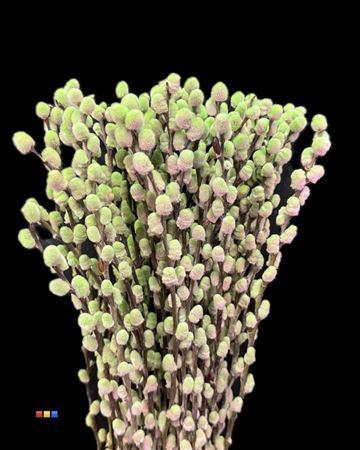 Salix H%
