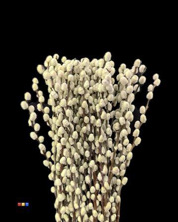 Salix H%