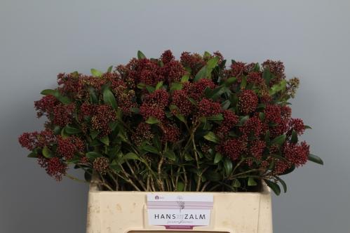 Skimmia per bos japonica 'Rubella'