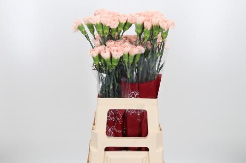 Dianthus standaard 'Noviado'