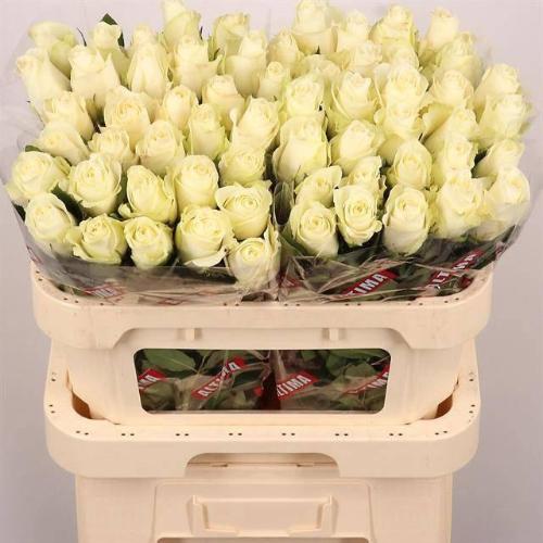 Rosa grootbloemig Albatros