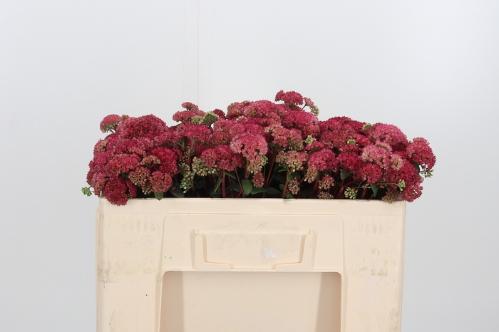 Sedum Magical Lizzy
