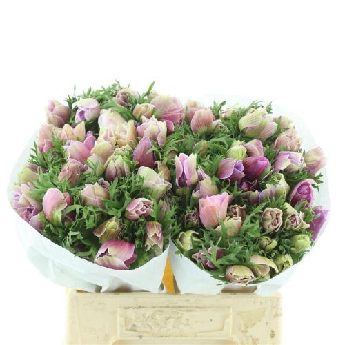 Anemone coronaria 'Mistral Plus Rarity'