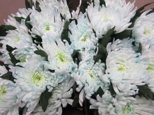 Chrysanthemum geplozen kas kleurbehandeld H%