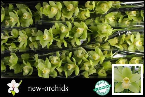 Cymbidium grootbloemig per tak 'Mint Ice'