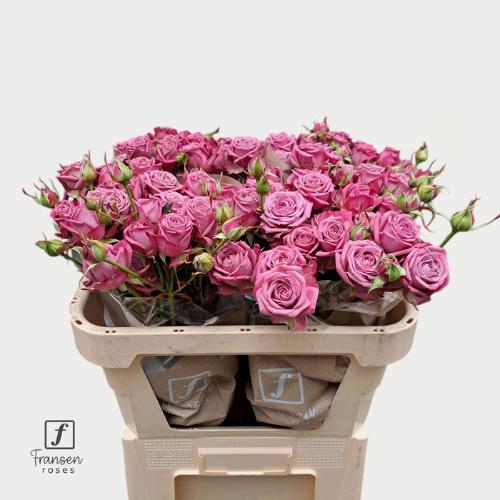 Rosa tros Purple Queen