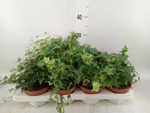 Hedera helix gemengd
