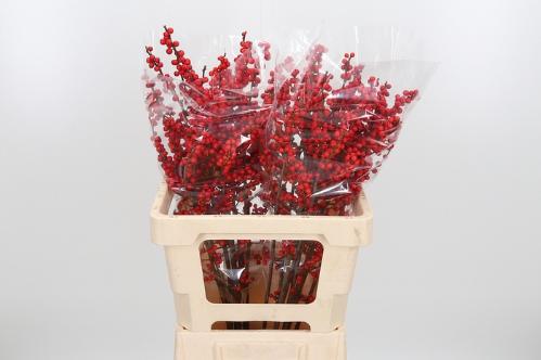 Ilex verticillata