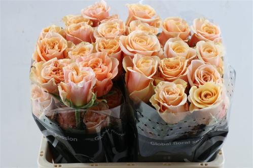 Rosa grootbloemig overig