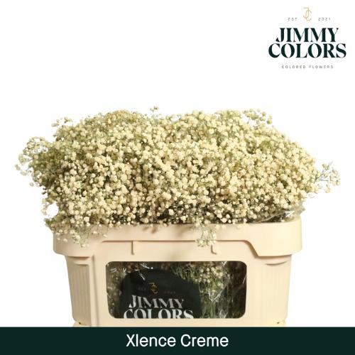 Gypsophila overig kleurbehandeld H%