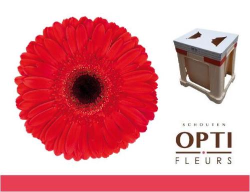 Gerbera grootbloemig 'Dynamic'