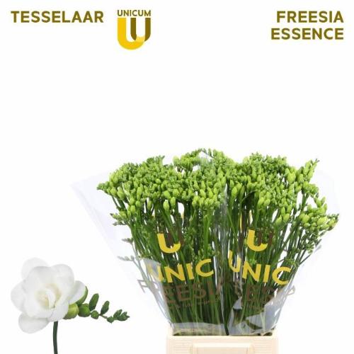 Freesia dubbel Essence