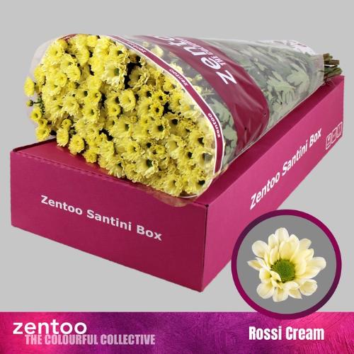 Chrysanthemum Indicum Grp tros santini Rossi Cream