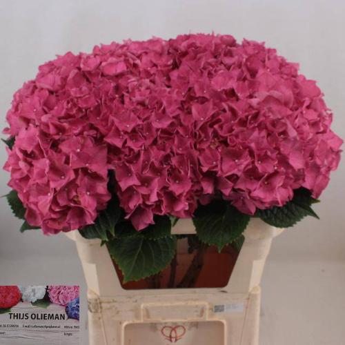 Hydrangea macrophylla 'Rodeo' (rood)