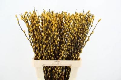Salix kleurbehandeld H%