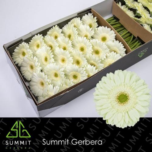 Gerbera grootbloemig Mint