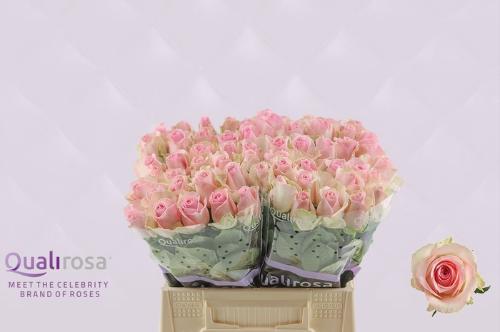 Rosa grootbloemig Avalanche Sorbet+