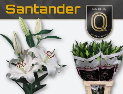 Lilium Oriental Grp 'Santander'
