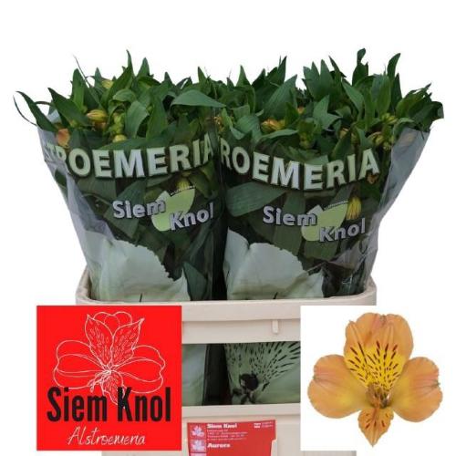 Alstroemeria Aurora
