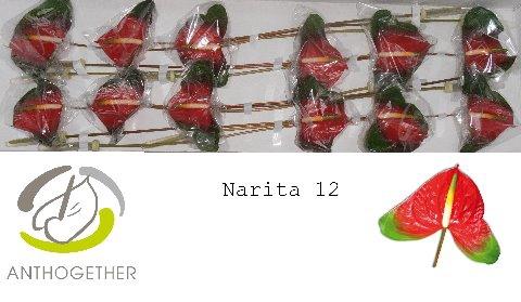 Anthurium Andreanum Grp Narita