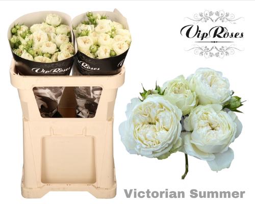 Rosa tros Victorian Summer+