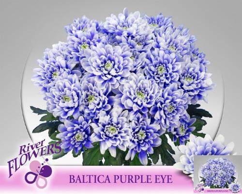 Chrysanthemum (Indicum Grp) tros Baltica kleurbehandeld H%