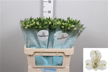 Alstroemeria White Swan