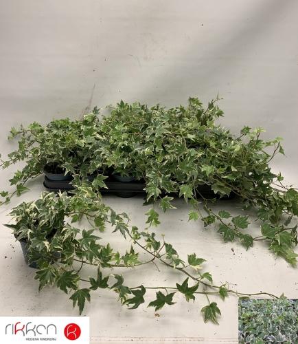Hedera helix 'White Ripple'