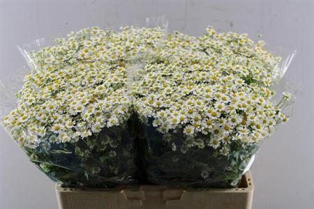 Tanacetum parthenium 'Single Vegmo'
