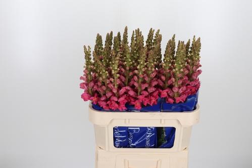 Antirrhinum majus 'Antibes Rose'