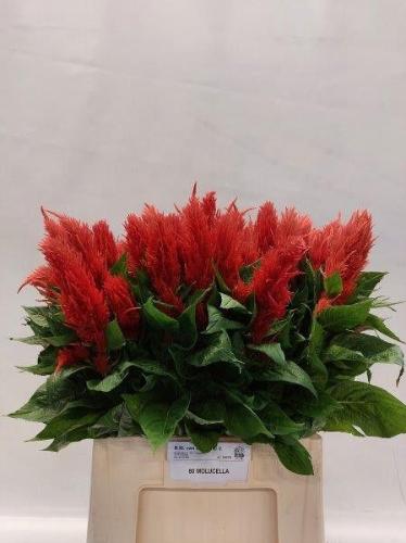 Celosia Plumosa Grp 'Century Fire'