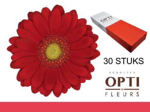 Gerbera mini Lipstick