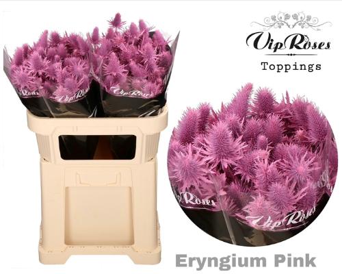 Eryngium alpinum kleurbehandeld H%