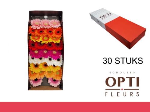 Gerbera mini gemengd op rij