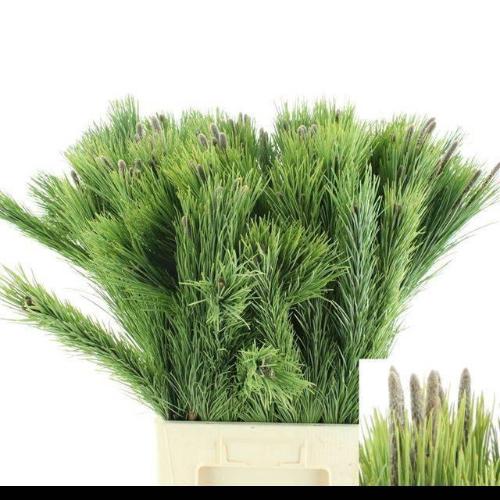 Pinus mugo var. mughus