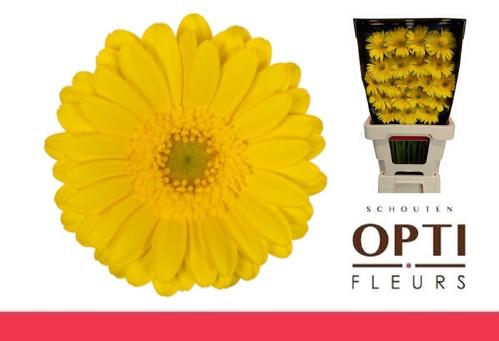 Gerbera mini Moreno