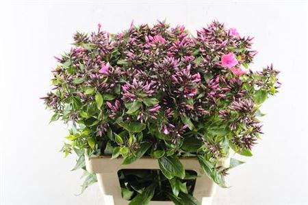 Phlox Paniculata Grp 'Windsor'