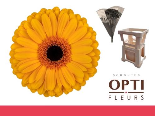 Gerbera grootbloemig 'Oaklyn'